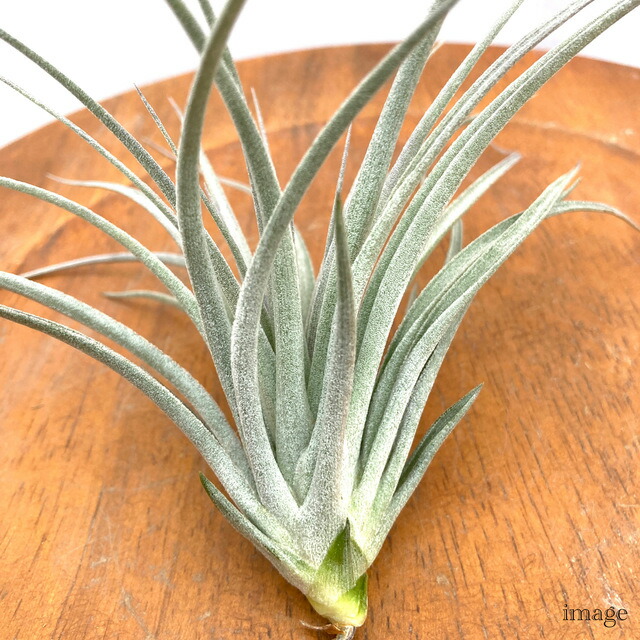 楽天市場】チランジア 'コットンキャンディ' (エアープランツ