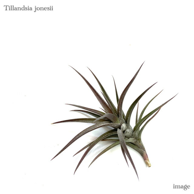 楽天市場】チランジア エーレルシアナの通販