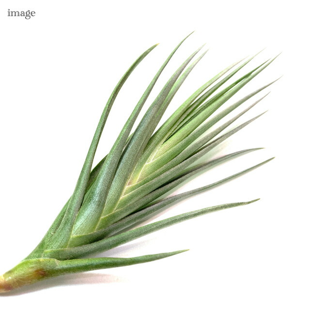 楽天市場】チランジア 'ミスティックバーガンディー' (エアープランツ