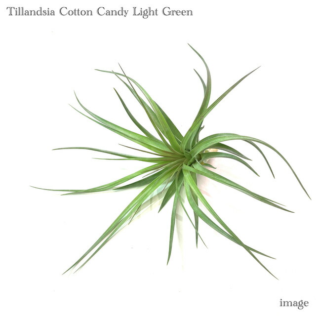 楽天市場】チランジア コットンキャンディ ライトグリーン (エアー