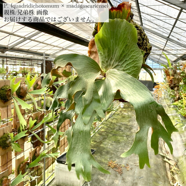 楽天市場】(現品) ビカクシダ 交配種 (クアドリディコトマム × マダ