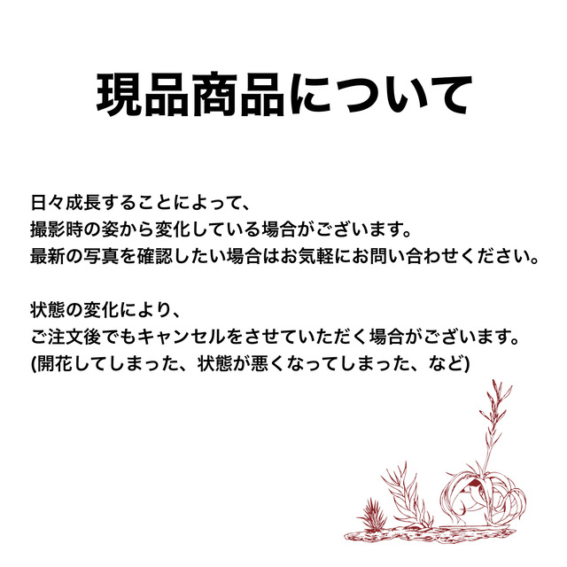楽天市場】(現品) ビカクシダ 'ムルフォード' (pup) (No.40996