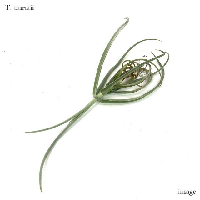 楽天市場】チランジア ドゥラティ SS size (エアープランツ