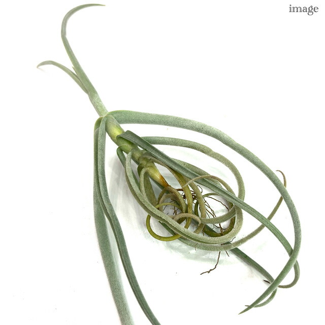 楽天市場】チランジア ドゥラティ SS size (エアープランツ