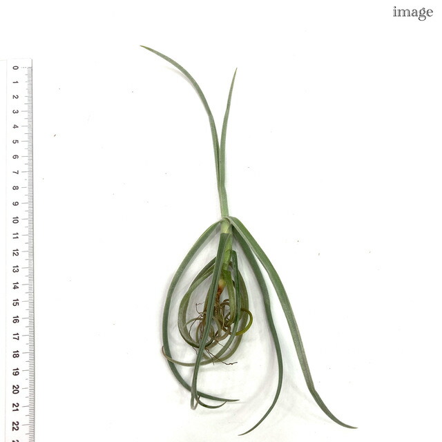 楽天市場】チランジア ドゥラティ SS size (エアープランツ