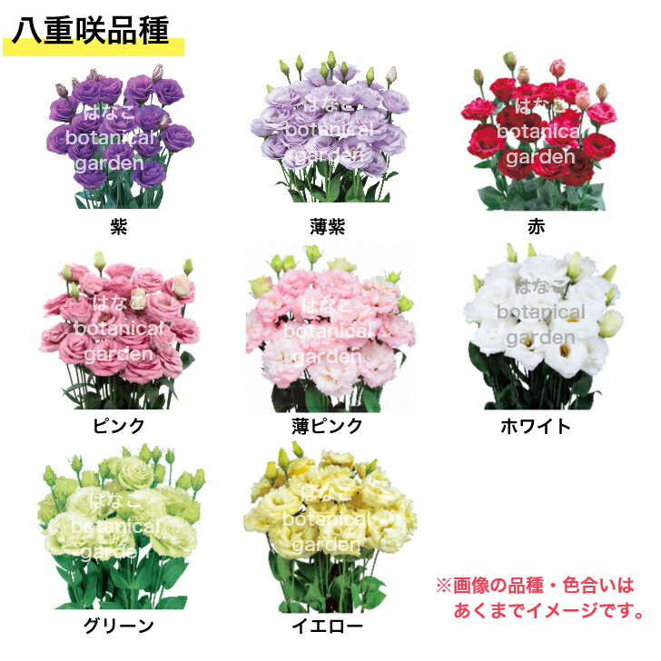 楽天市場】【花のプラセル🄬】選べるトルコキキョウ