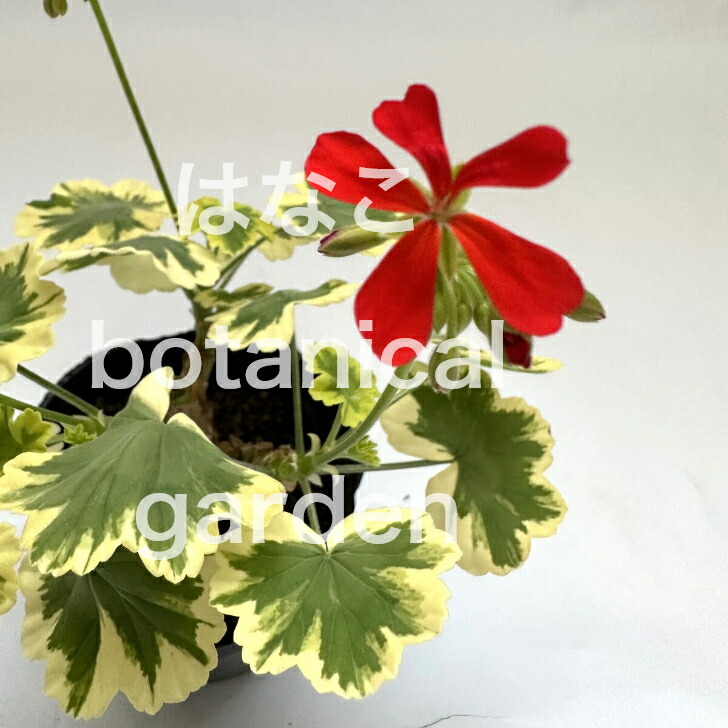 楽天市場】【ゼラニウム 苗】カラーリーフゼラニウム 千代田錦 天竺葵