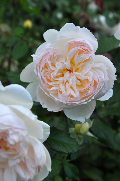 楽天市場】バラ苗【中苗】ボレロ 国産苗 6号鉢植え品［農林水産省 登録