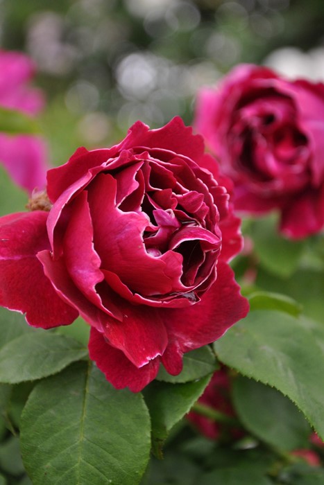 楽天市場】【冬季大苗】バラ苗 バロンジロードゥラン 国産苗 6号鉢植え