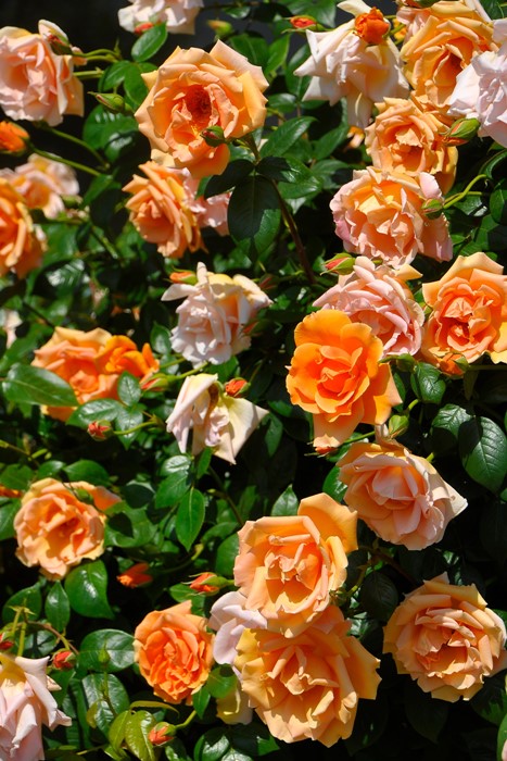 楽天市場】【冬季大苗】バラ苗 ロイヤルサンセット 国産苗 6号鉢植え品