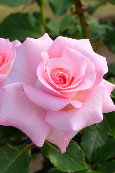 楽天市場】【大苗】バラ苗 ブライダルピンク 国産苗 6号鉢植え品《J