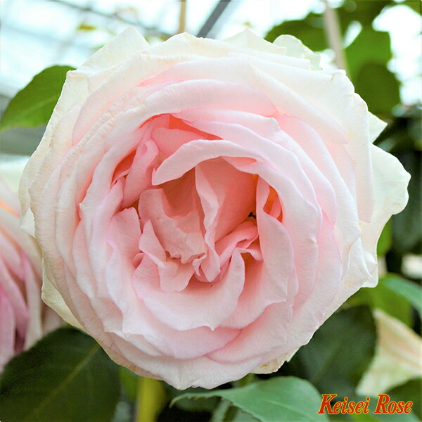 楽天市場】【冬季大苗】バラ苗 マカロンピンク 国産苗 6号鉢植え品