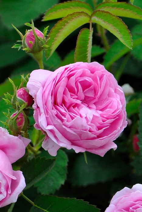 楽天市場】バラ苗【中苗】ロサケンティフォリア 国産苗 6号鉢植え品《J