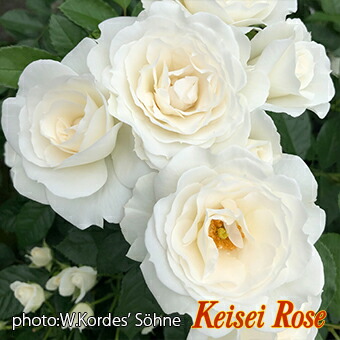 楽天市場】バラ苗【中苗】ベビーアイスバーグ 国産苗 6号鉢植え品