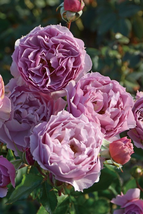 楽天市場】バラ苗【中苗】シャーウッド 国産苗 6号鉢植え品［農林水産