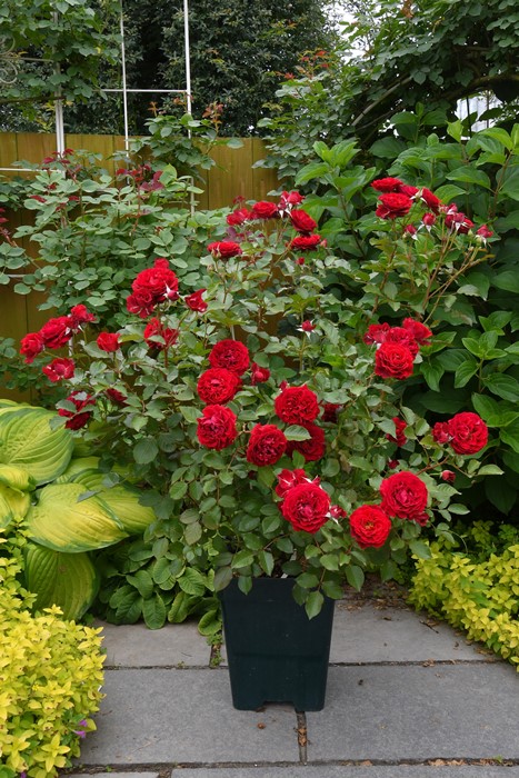 楽天市場】【冬季大苗】バラ苗 プランタジネット 国産苗 6号鉢植え品