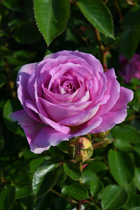 楽天市場】【大苗】バラ苗 アークティックブルー 国産苗 6号鉢植え品