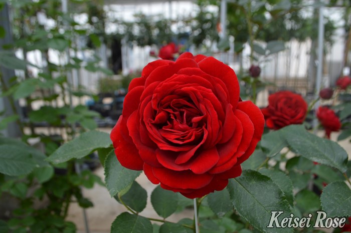 楽天市場】バラ苗【中苗】ライデンシャフト 国産苗 6号鉢植え品［契約