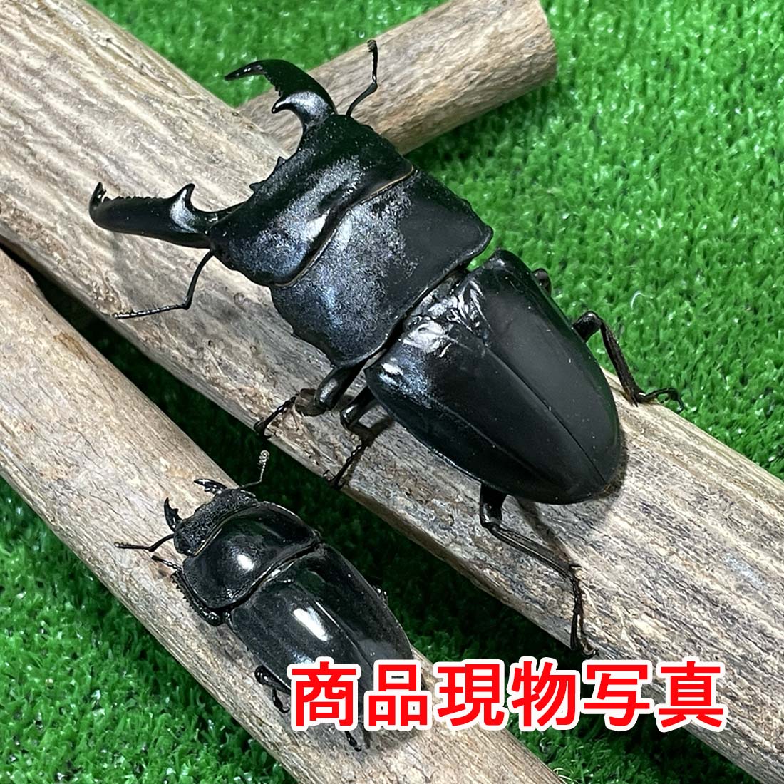 楽天市場】パラワン オオ ヒラタクワガタの通販