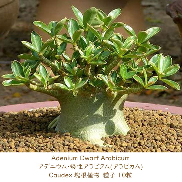 楽天市場】多肉植物 塊根植物 種子 矮性品種 Adenium-Dwarf Arabicum