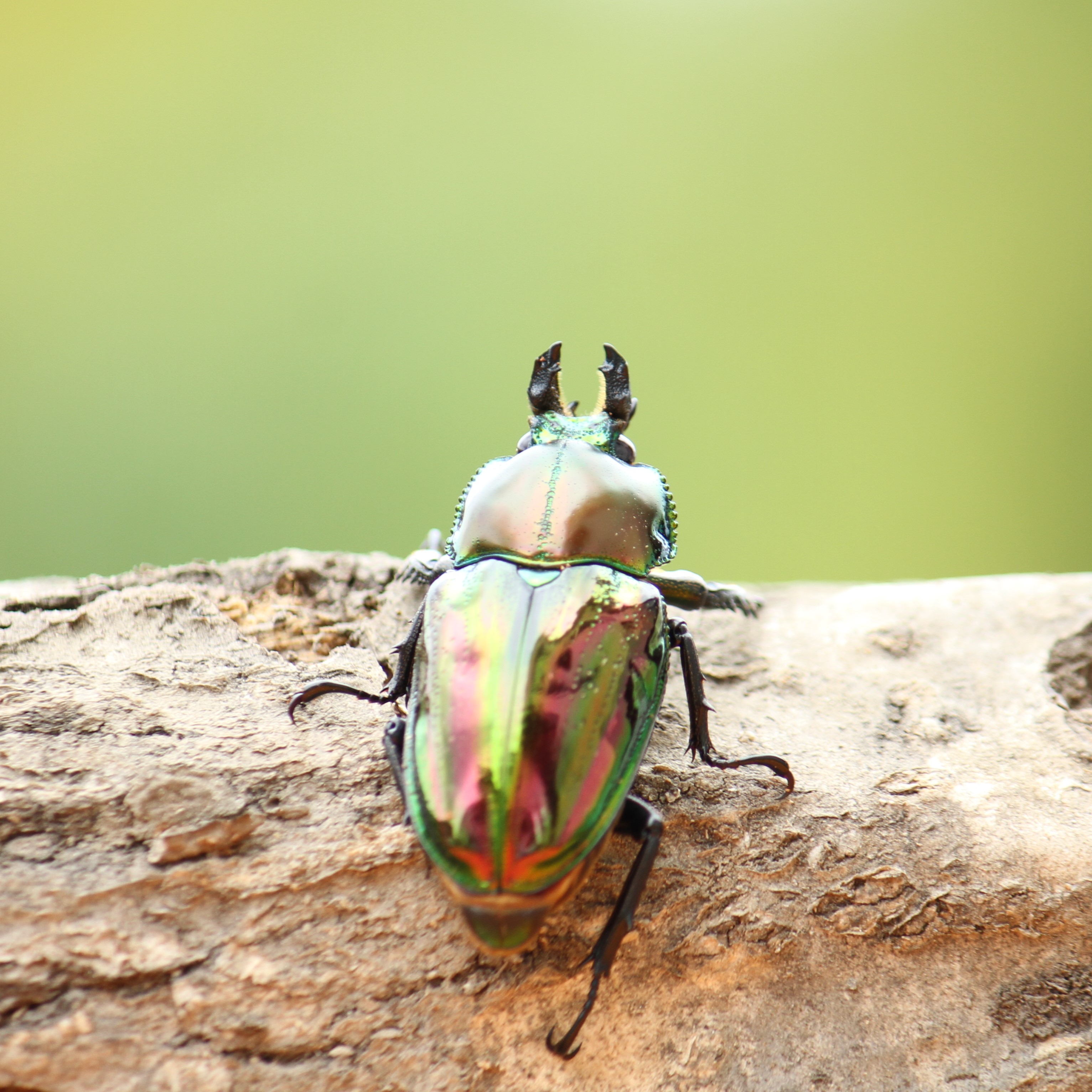 楽天市場】BIGHORN ニジイロクワガタ 40ミリUPペア クインズランド産