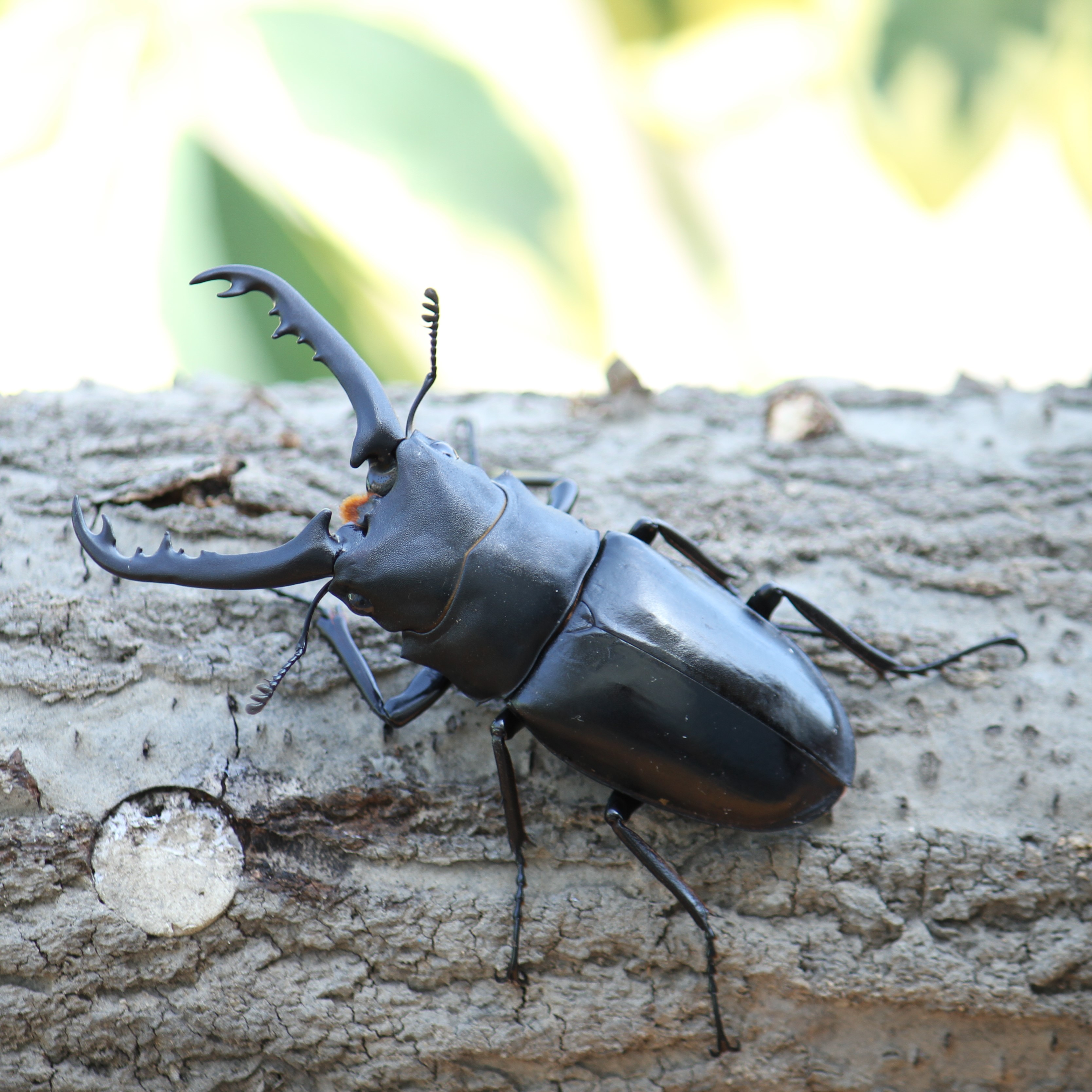 楽天市場】BIG HORN ギラファノコギリクワガタ初2令幼虫 単品 ジャワ