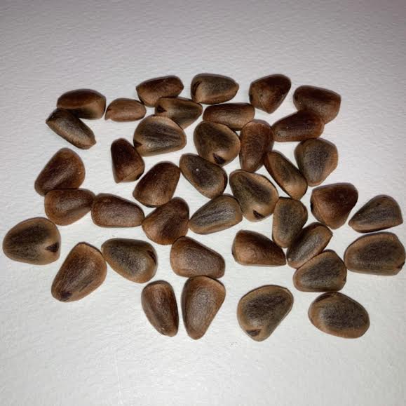 2024年10月北海道 で収穫した 松の実12kg 2024年10月北海道 で収穫した