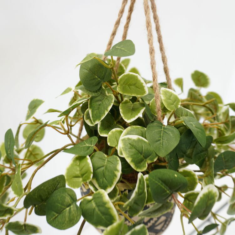 楽天市場】ハンギング グリーン D プミラ (造花 フェイクグリーン 吊り