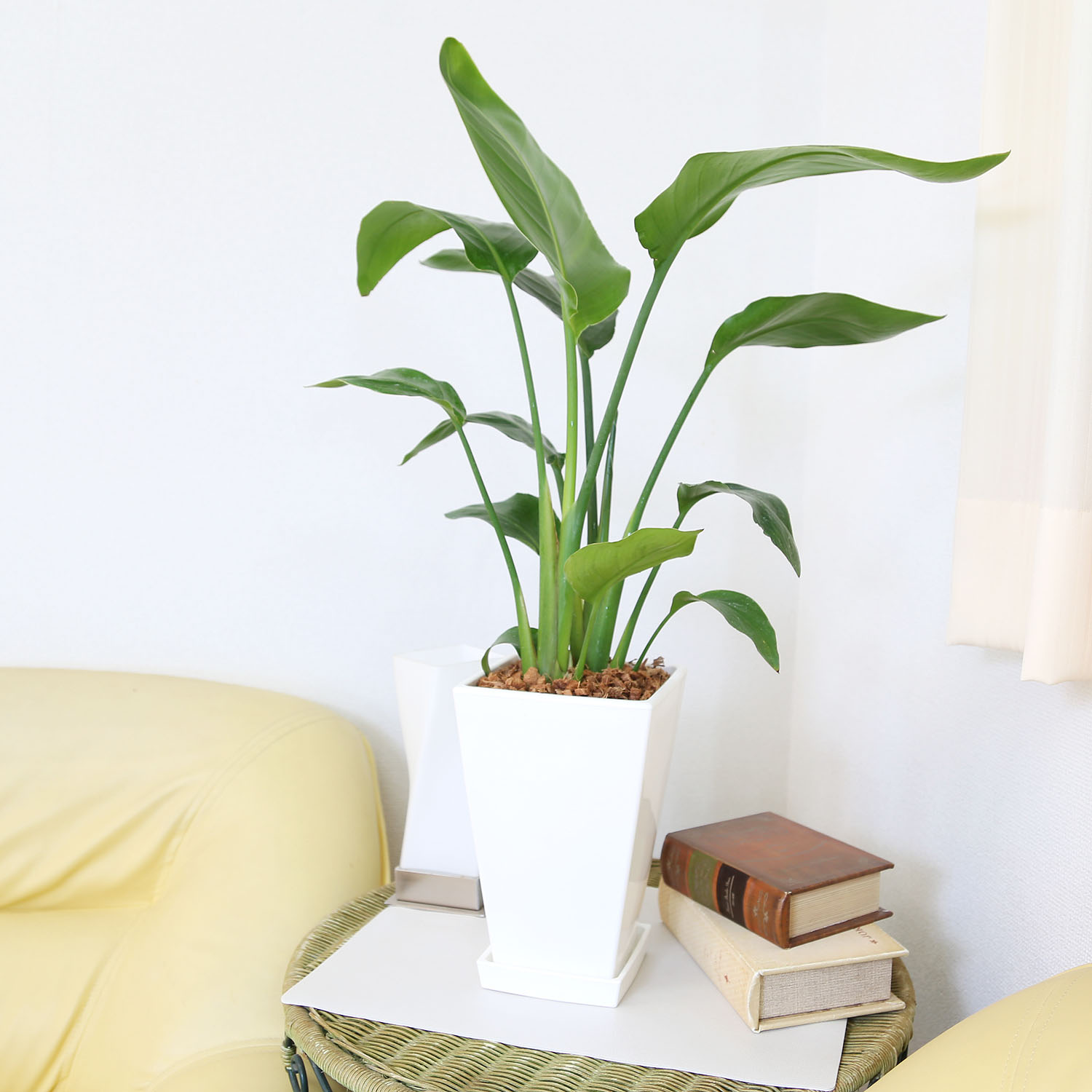 楽天市場】ストレリチア（ストレチア）・オーガスタ 7号 ホワイト