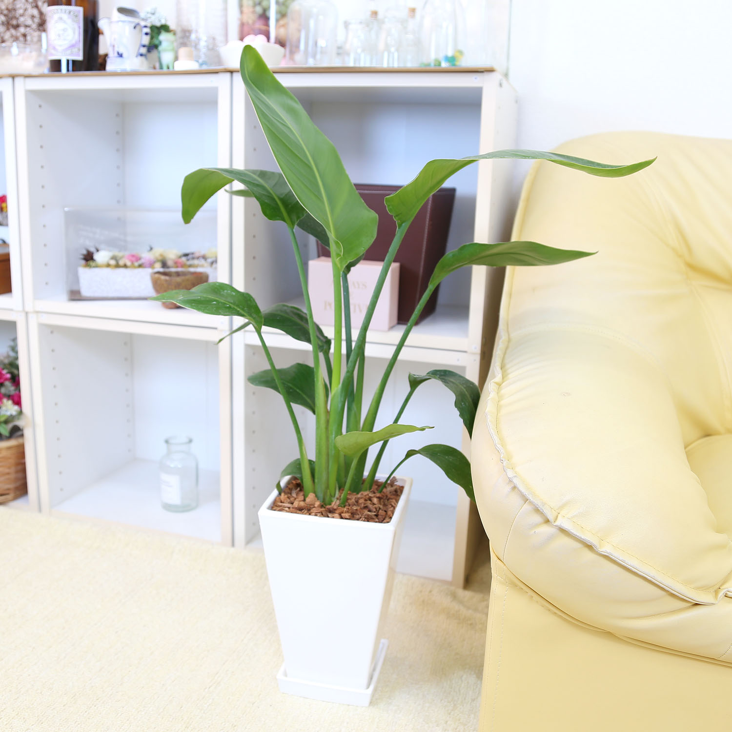 楽天市場】ストレリチア（ストレチア）・オーガスタ 7号 ホワイト