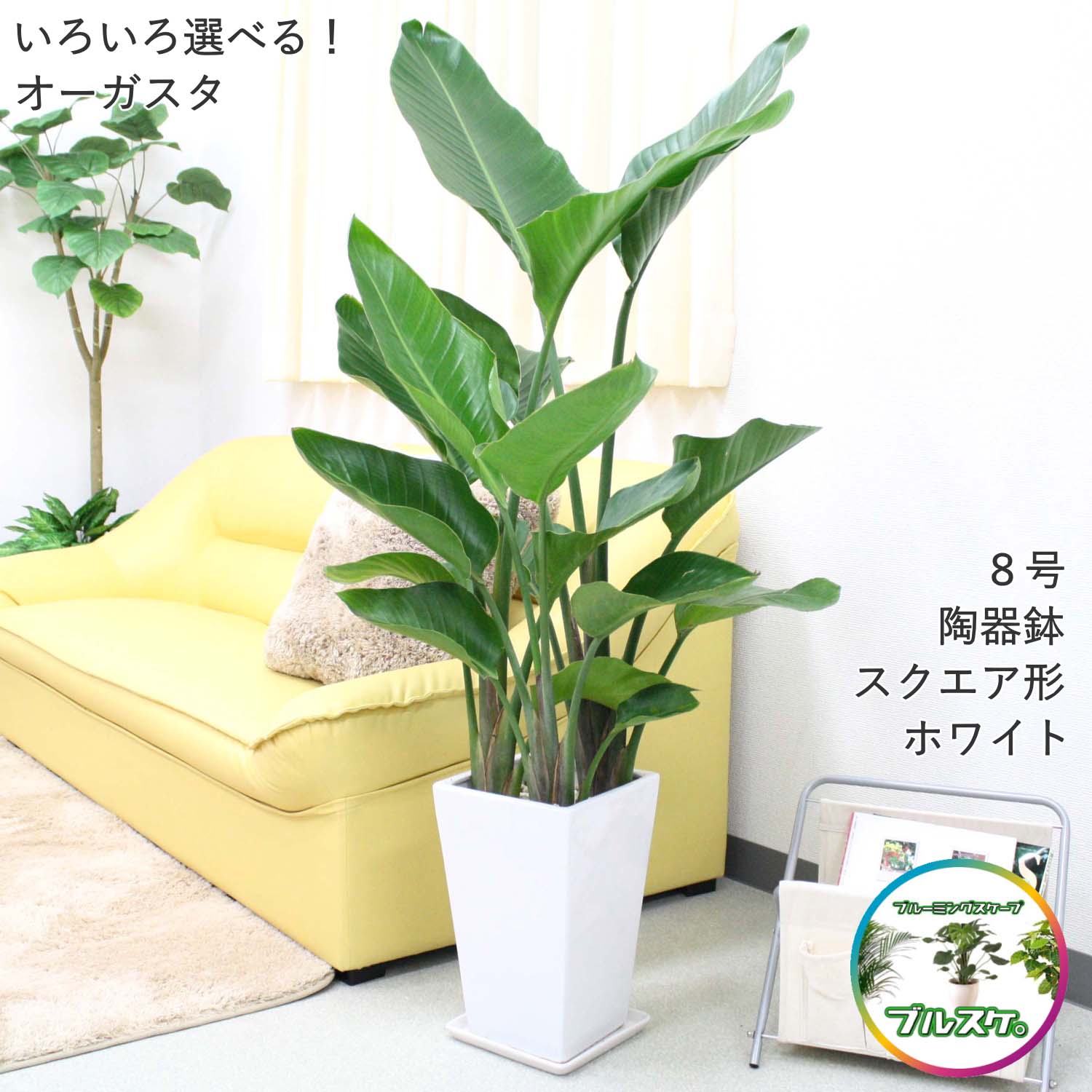 楽天市場】いろいろ選べる！ストレリチア（ストレチア）・オーガスタ