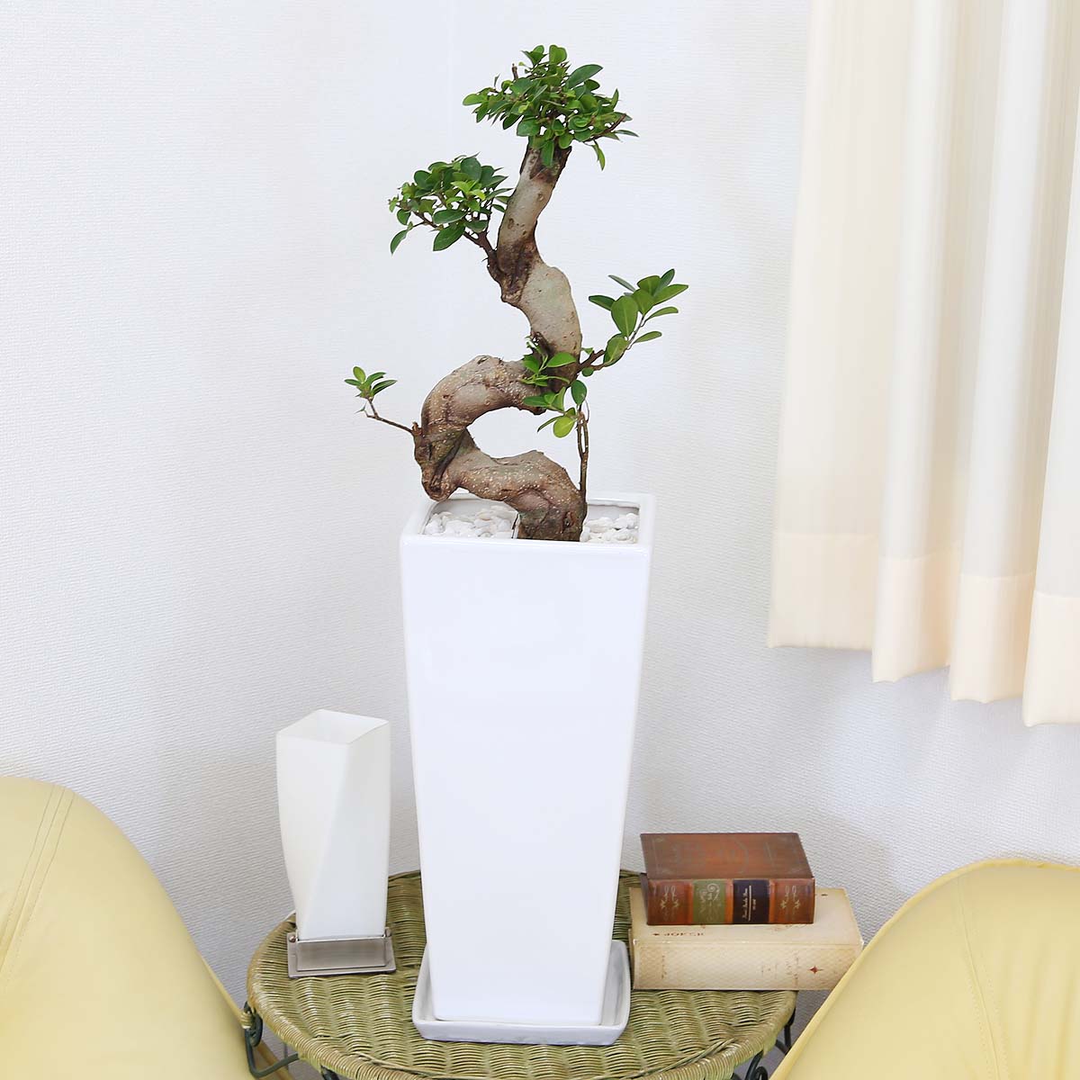 楽天市場】ガジュマル盆栽風 曲がり仕立て 9号 ホワイトスクエア陶器鉢