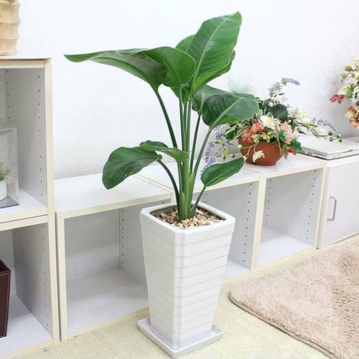 楽天市場】ストレリチア（ストレチア）・オーガスタ 7号 ホワイト