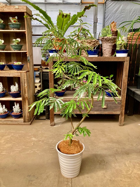 楽天市場】トックリヤシモドキ 3本立 8号 ボトルパーム 観葉植物