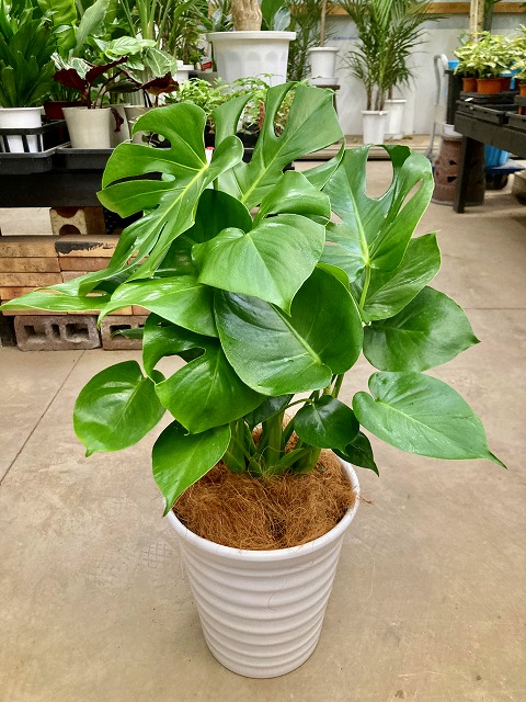 楽天市場】モンステラ 8号 白陶器鉢 ハート型の大きな葉でモダンで