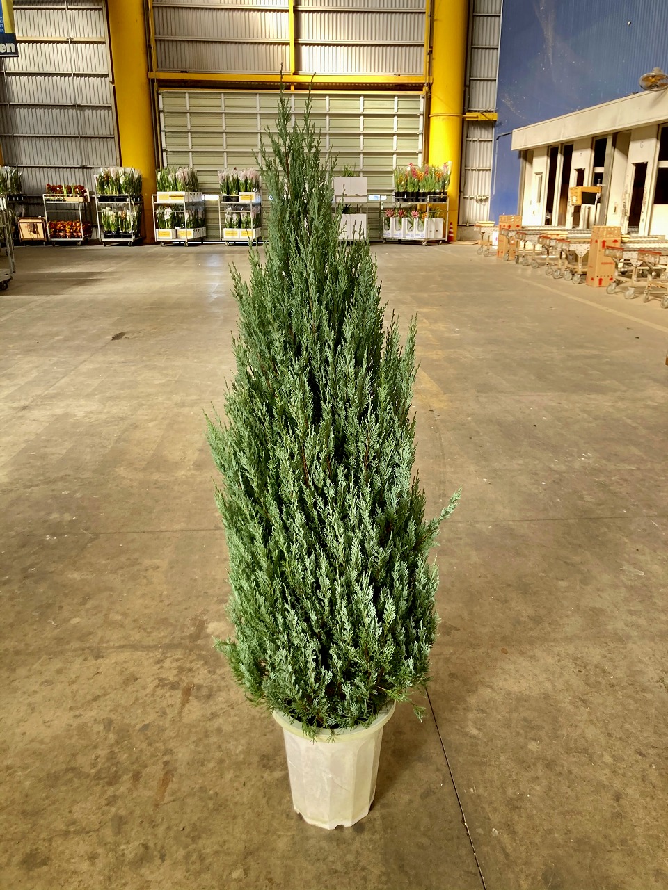 楽天市場】ムーングロー 10号 コニファー 観葉植物 インテリア 鉢植え