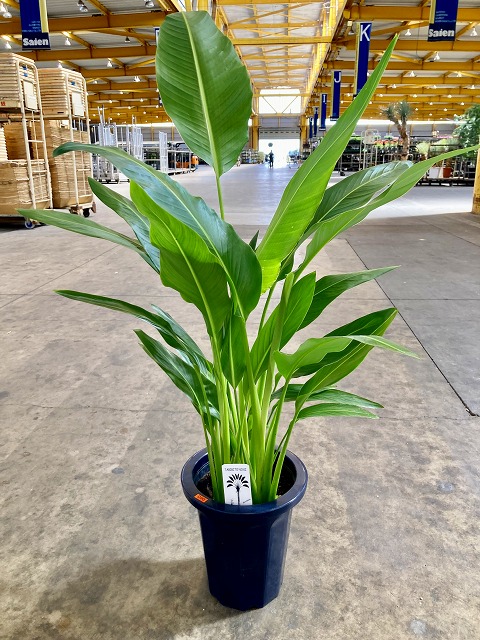 楽天市場】たびびとの木 8号 タビビトノキ 旅人の木 オオギバショウ