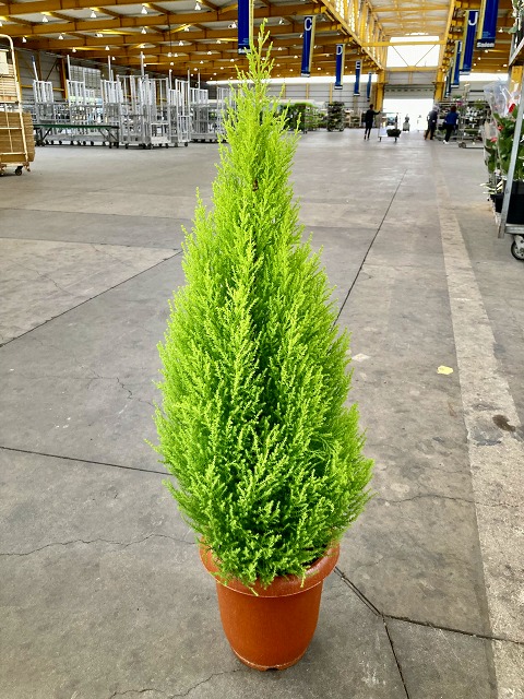 楽天市場】ゴールドクレスト 7号 観葉植物 ゴールドクレスト