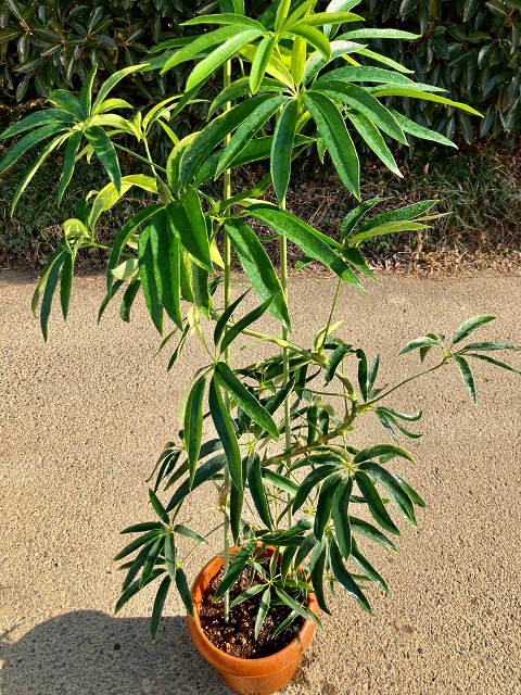 楽天市場】アンガスティ フォリア 斑入り 曲がり 8号 観葉植物