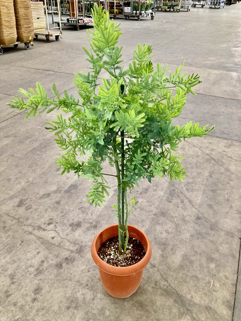 楽天市場】アカシア ミモザ 8号 マメ科 観葉植物 シルバーリーフ 販売