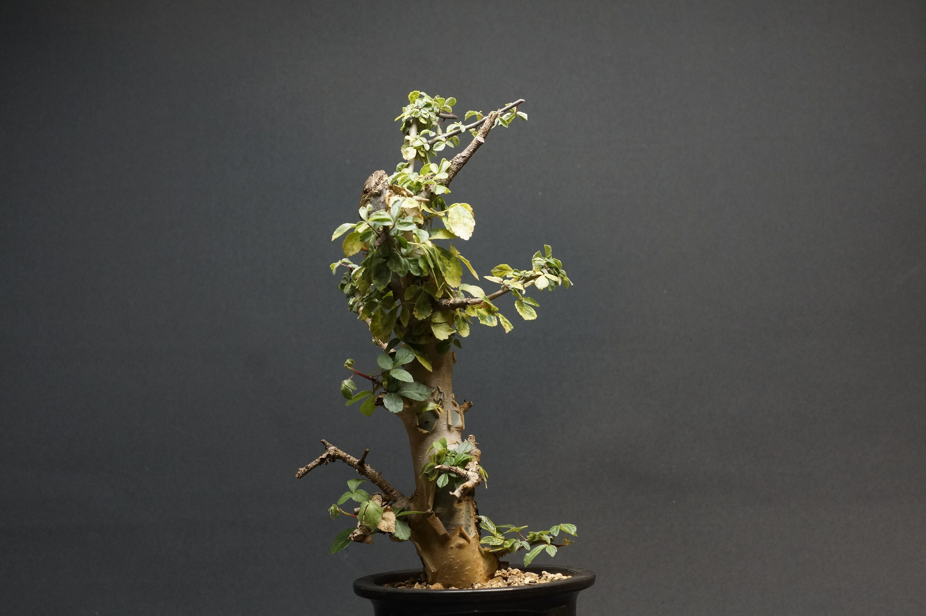 大株 灌木系 塊根植物 コミフォラ カタフ ターカネンシス シャリ付き