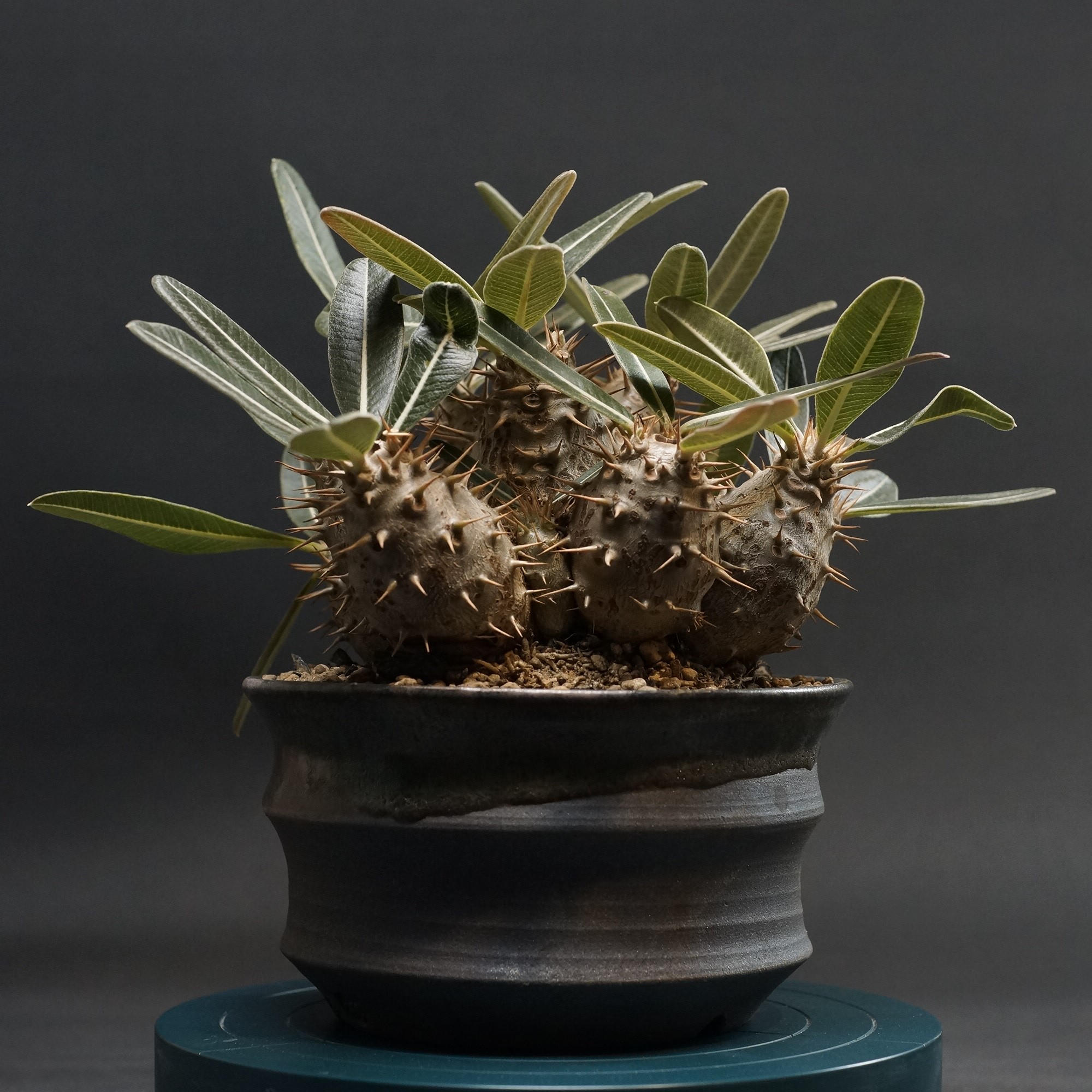 塊根植物 グラキリス」の人気商品一覧 | 安い商品を通販サイトから探す