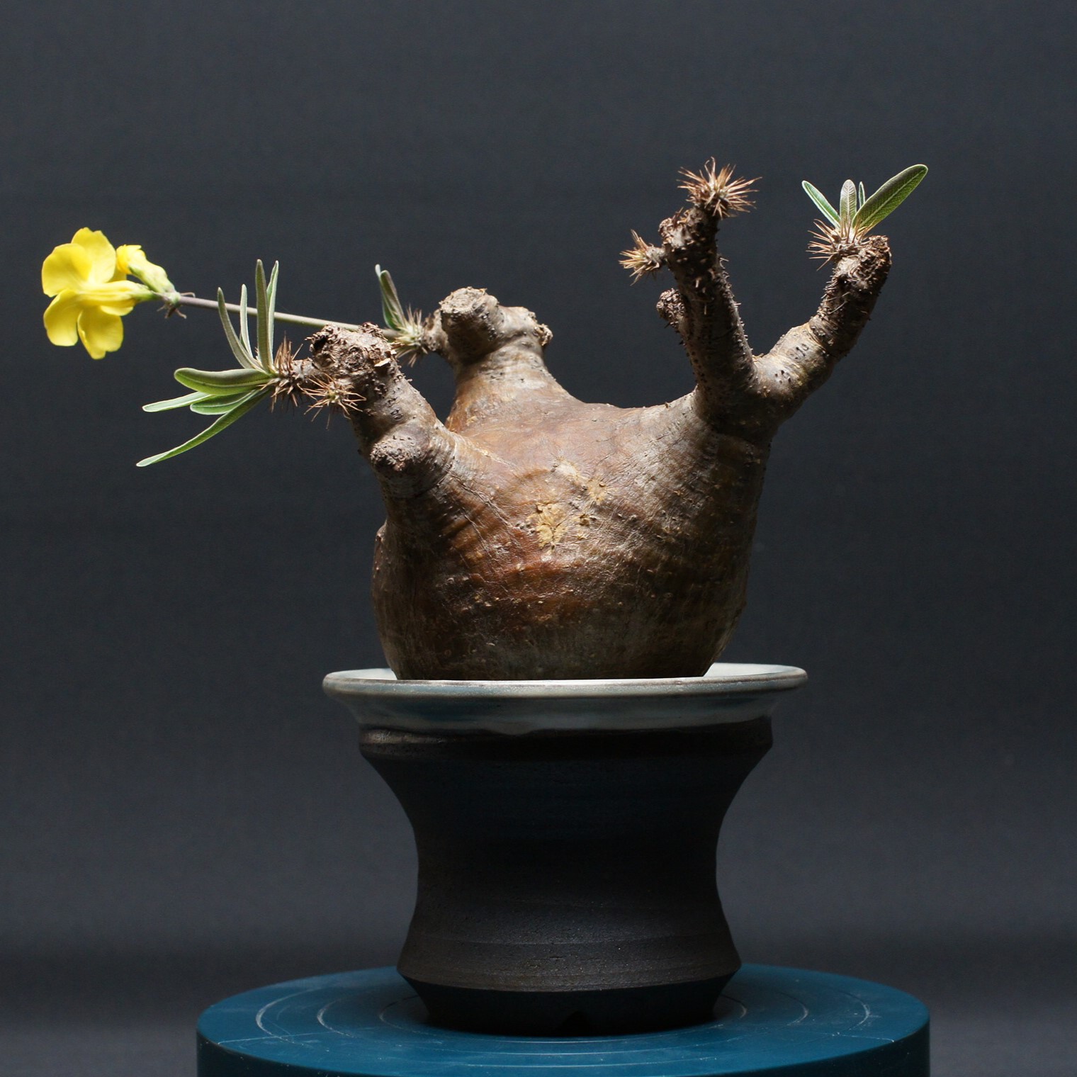 グラキリス」の人気商品一覧 | 安い商品を通販サイトから探す - 価格.com