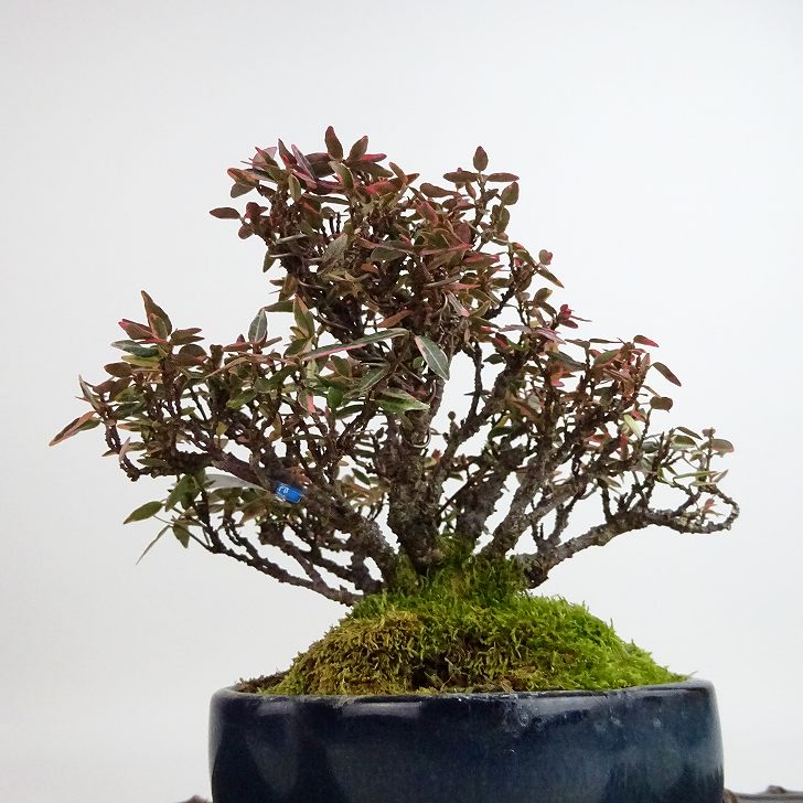 楽天市場】盆栽 縮緬葛 樹高 約12cm ちりめんかずら tirimenkazura