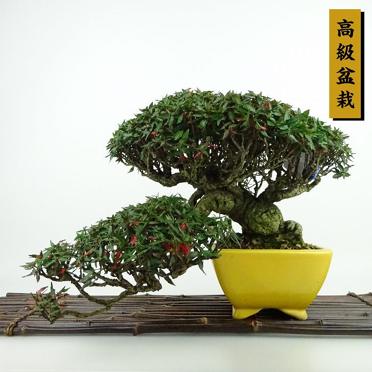 植木 盆栽 テイカカズラ」の人気商品一覧 | 安い商品を通販サイトから