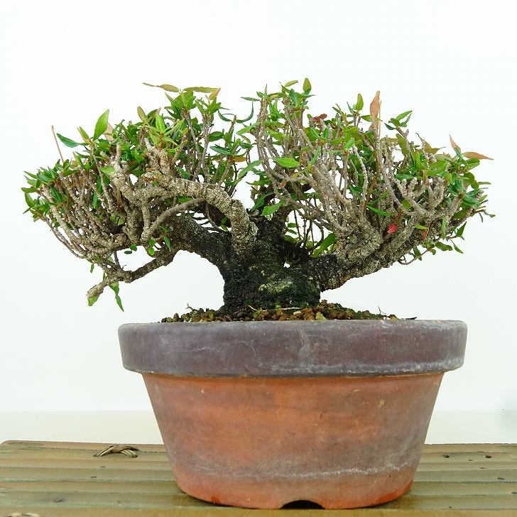 楽天市場】盆栽 縮緬葛 樹高 約11cm ちりめんかずら tirimenkazura