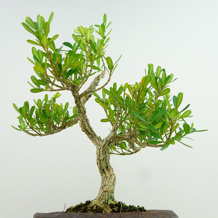 楽天市場】盆栽 台湾黄楊 樹高 約20cm たいわんつげ タイワンツゲ 柘植