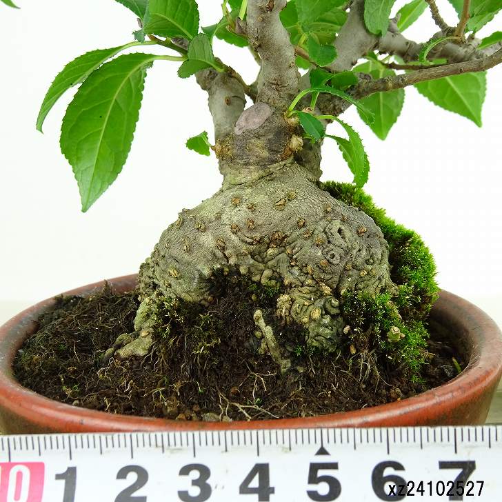 楽天市場】盆栽 梅擬 樹高 約15cm うめもどき Ilex serrata ウメモドキ
