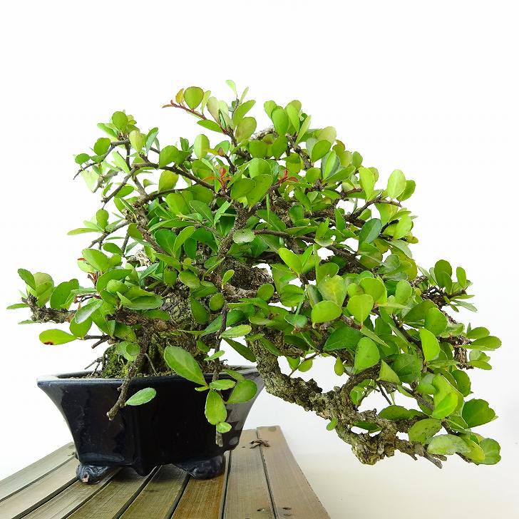 楽天市場】盆栽 針蔓柾 樹高 上下 約20cm はりつるまさき 高級盆栽