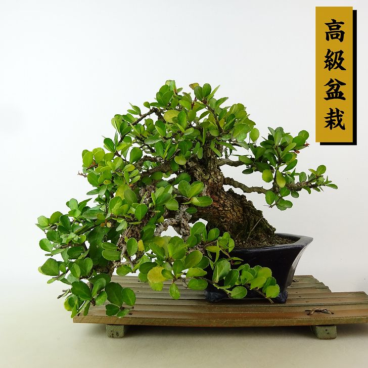 楽天市場】盆栽 針蔓柾 樹高 上下 約20cm はりつるまさき 高級盆栽